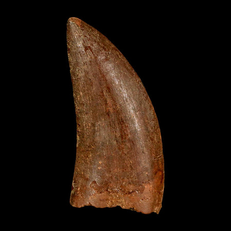 1.9" Carcharodontosaurus Fossil Tooth Cretaceous Dinosaur Morocco COA Stand