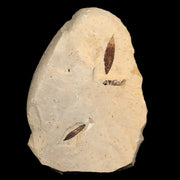 Mimosite Coloradensis, Cedrelospermum Nervocum Fossil Plant Leaf Eocene Age UT