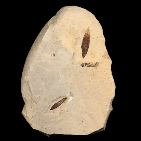 Mimosite Coloradensis, Cedrelospermum Nervocum Fossil Plant Leaf Eocene Age UT - Fossil Age Minerals