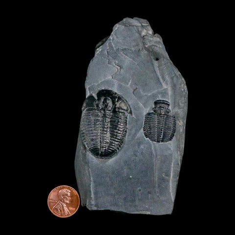 Two 2" Elrathia Kingi Trilobite Fossil In Matrix House Range Utah Cambrian Age COA - Fossil Age Minerals