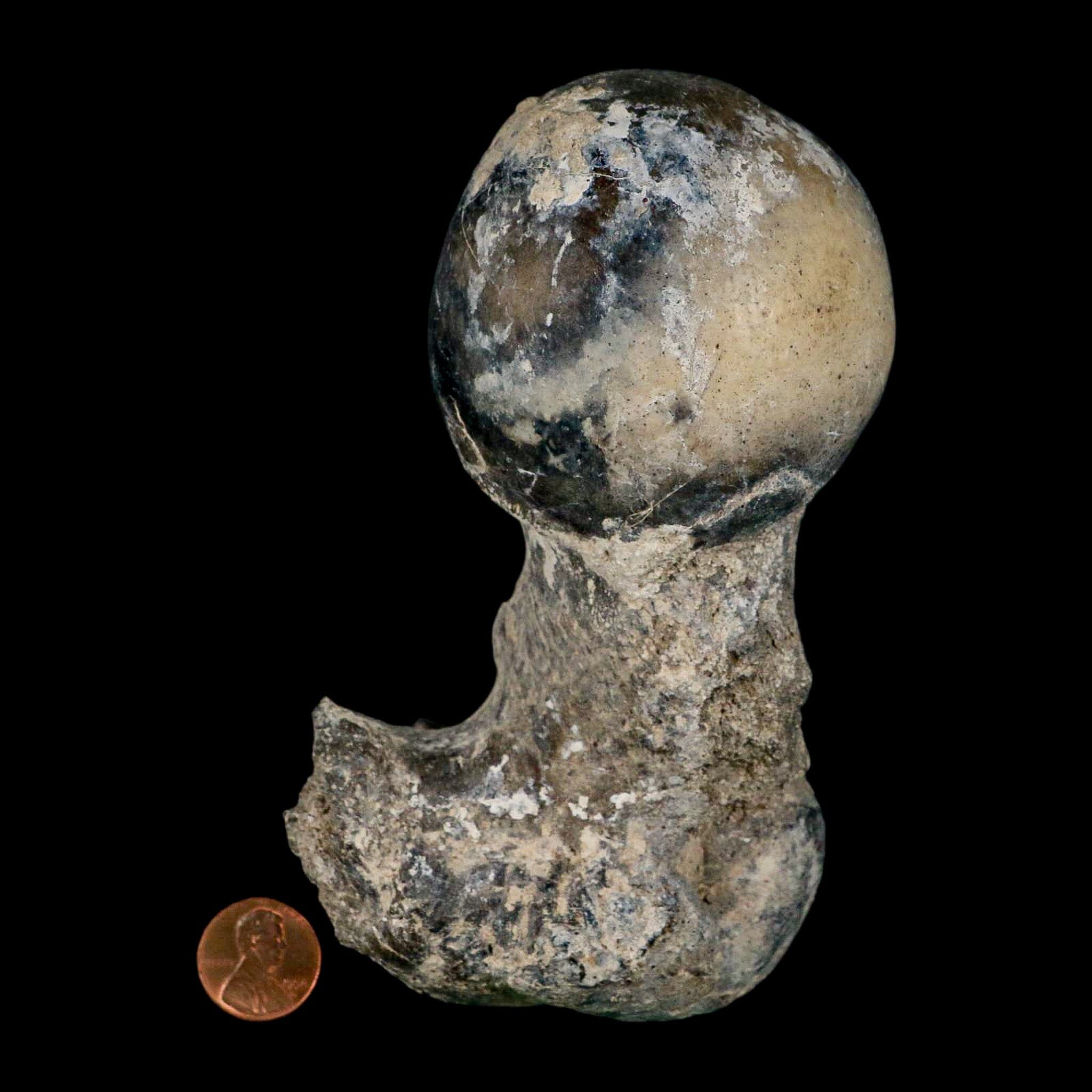 5.8" Brontothere Fossil Limb Bone Eocene Age Badlands S Dakota Titanothere COA - Fossil Age Minerals