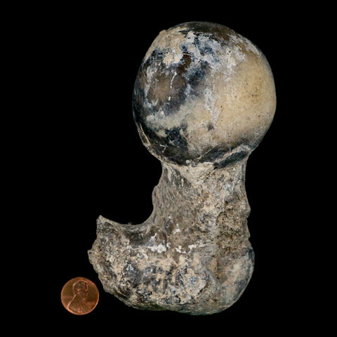 5.8" Brontothere Fossil Limb Bone Eocene Age Badlands S Dakota Titanothere COA - Fossil Age Minerals