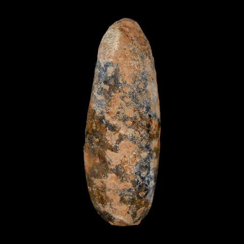 XL 2.1" Fossil Pine Cone Equicalastrobus Replaced By Agate Eocene Age Seeds Fruit