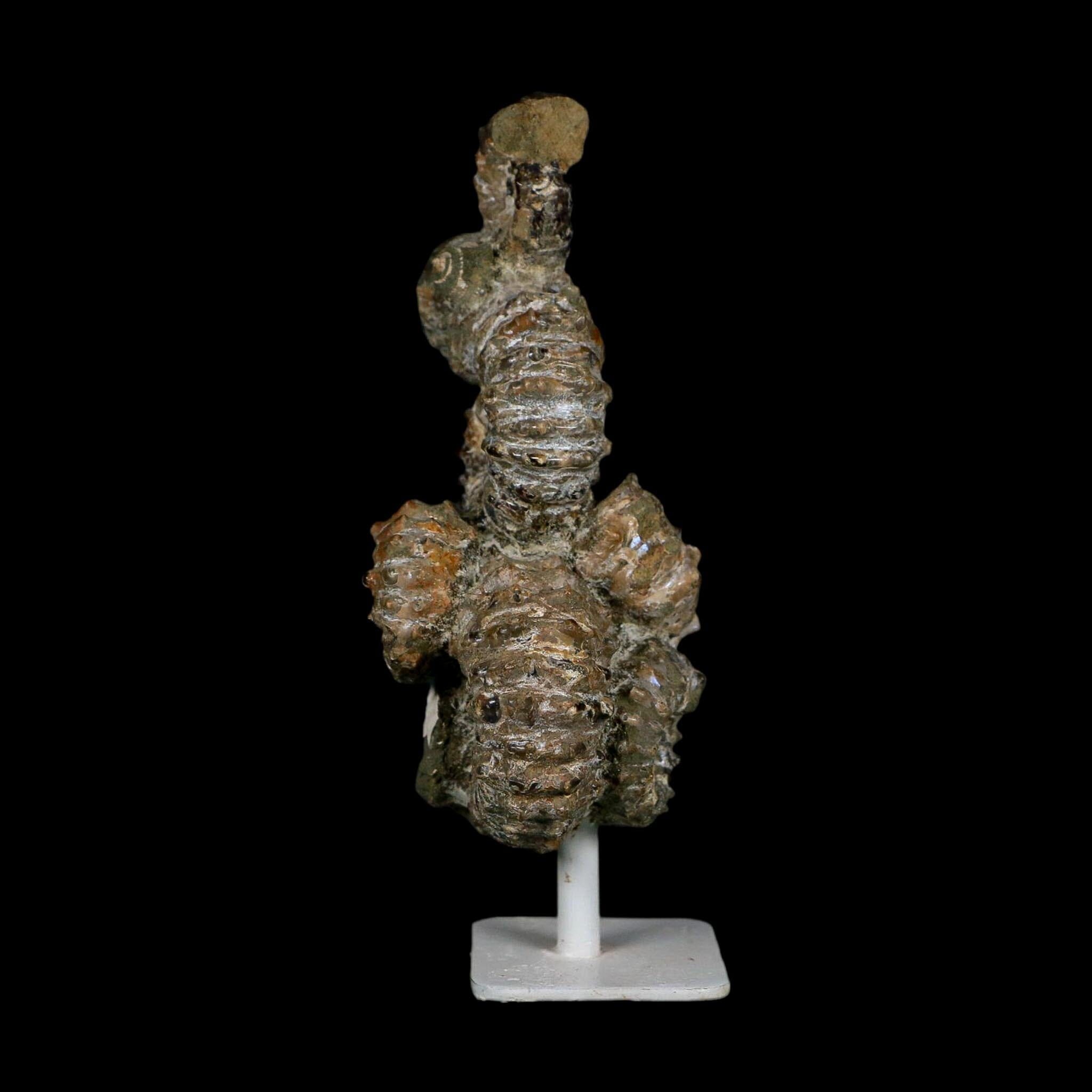 5.1" Douvilleiceras Tractor Ammonite Fossil Cluster on Stand Madagascar Jurassic Age