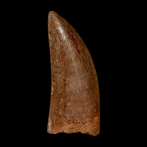 1.9" Carcharodontosaurus Fossil Tooth Cretaceous Dinosaur Morocco COA Stand