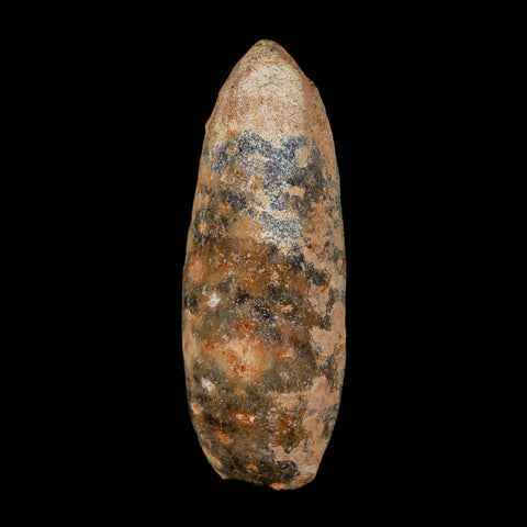 XL 2.1" Fossil Pine Cone Equicalastrobus Replaced By Agate Eocene Age Seeds Fruit