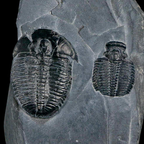 Two 2" Elrathia Kingi Trilobite Fossil In Matrix House Range Utah Cambrian Age COA - Fossil Age Minerals