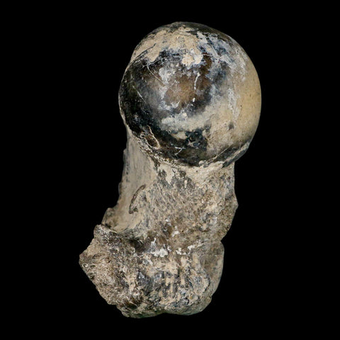 5.8" Brontothere Fossil Limb Bone Eocene Age Badlands S Dakota Titanothere COA - Fossil Age Minerals