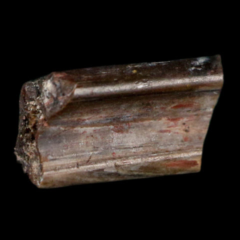 0.4" Dimetrodon Sail Spine Bone Fossil Permian Age Waurika Oklahoma COA, Display - Fossil Age Minerals