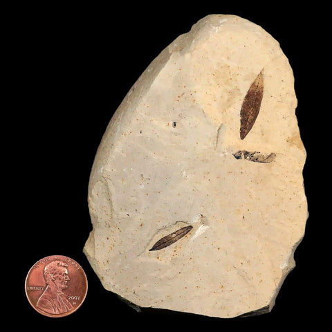 Mimosite Coloradensis, Cedrelospermum Nervocum Fossil Plant Leaf Eocene Age UT - Fossil Age Minerals