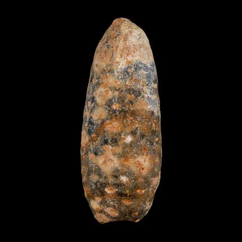 XL 2.1" Fossil Pine Cone Equicalastrobus Replaced By Agate Eocene Age Seeds Fruit