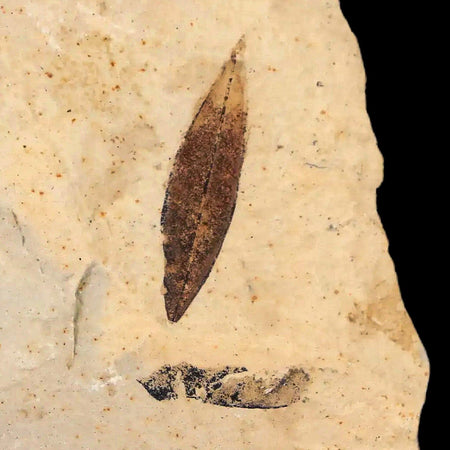 Mimosite Coloradensis, Cedrelospermum Nervocum Fossil Plant Leaf Eocene Age UT