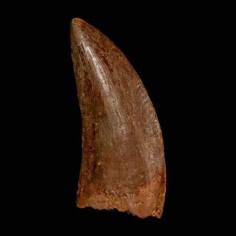 1.9" Carcharodontosaurus Fossil Tooth Cretaceous Dinosaur Morocco COA Stand
