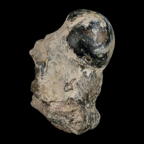 5.8" Brontothere Fossil Limb Bone Eocene Age Badlands S Dakota Titanothere COA - Fossil Age Minerals
