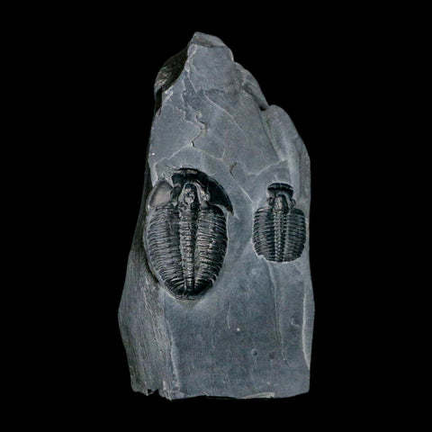 Two 2" Elrathia Kingi Trilobite Fossil In Matrix House Range Utah Cambrian Age COA - Fossil Age Minerals