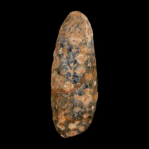 XL 2.1" Fossil Pine Cone Equicalastrobus Replaced By Agate Eocene Age Seeds Fruit