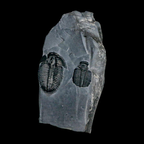 Two 2" Elrathia Kingi Trilobite Fossil In Matrix House Range Utah Cambrian Age COA - Fossil Age Minerals