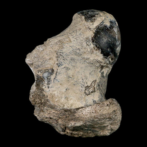 5.8" Brontothere Fossil Limb Bone Eocene Age Badlands S Dakota Titanothere COA - Fossil Age Minerals