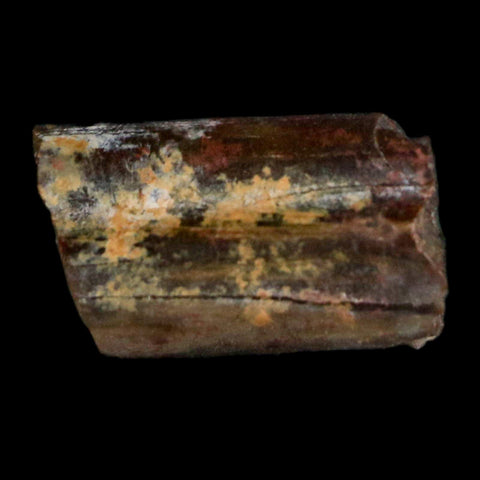 0.4" Dimetrodon Sail Spine Bone Fossil Permian Age Waurika Oklahoma COA, Display - Fossil Age Minerals
