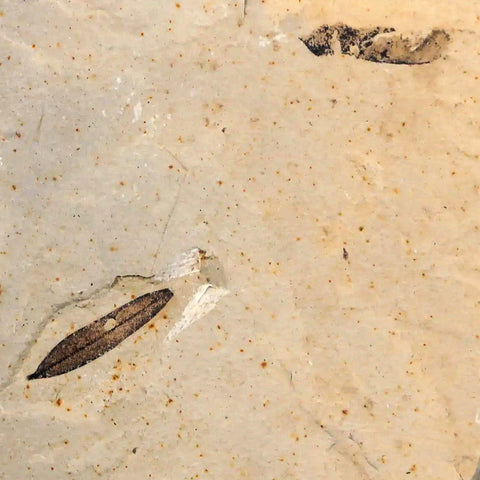 Mimosite Coloradensis, Cedrelospermum Nervocum Fossil Plant Leaf Eocene Age UT - Fossil Age Minerals