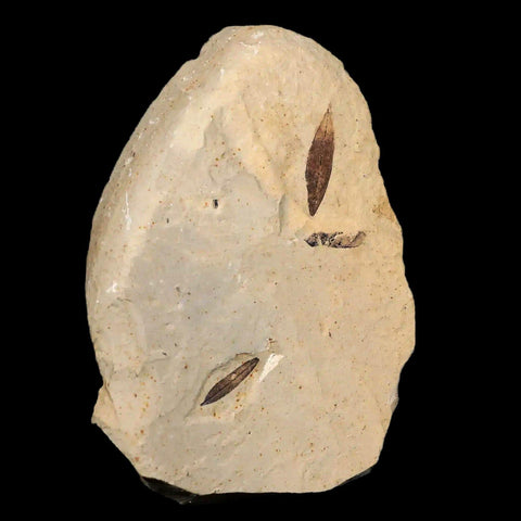 Mimosite Coloradensis, Cedrelospermum Nervocum Fossil Plant Leaf Eocene Age UT - Fossil Age Minerals