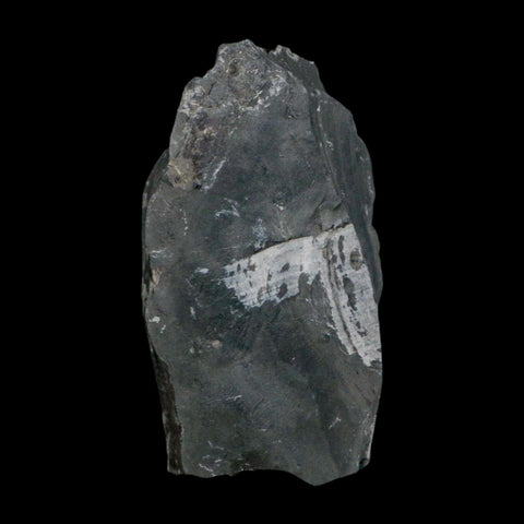 Two 2" Elrathia Kingi Trilobite Fossil In Matrix House Range Utah Cambrian Age COA - Fossil Age Minerals