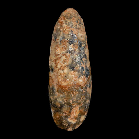 XL 2.1" Fossil Pine Cone Equicalastrobus Replaced By Agate Eocene Age Seeds Fruit