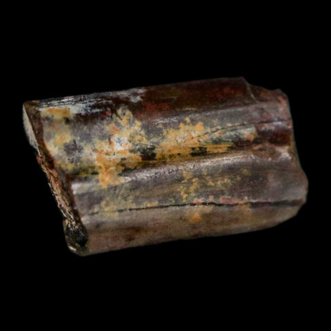 0.4" Dimetrodon Sail Spine Bone Fossil Permian Age Waurika Oklahoma COA, Display - Fossil Age Minerals