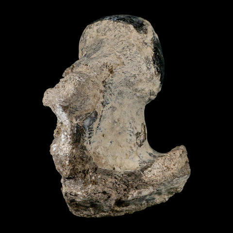 5.8" Brontothere Fossil Limb Bone Eocene Age Badlands S Dakota Titanothere COA - Fossil Age Minerals