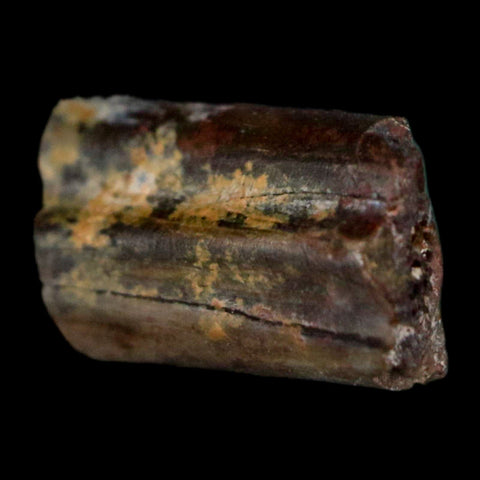 0.4" Dimetrodon Sail Spine Bone Fossil Permian Age Waurika Oklahoma COA, Display - Fossil Age Minerals