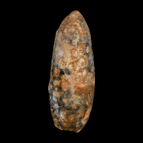 XL 2.1" Fossil Pine Cone Equicalastrobus Replaced By Agate Eocene Age Seeds Fruit