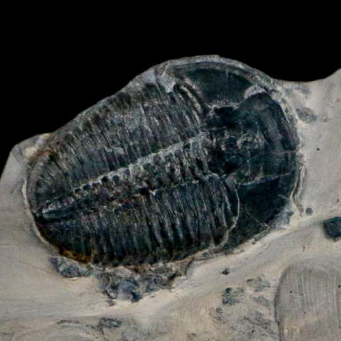 XL 1.5" Elrathia Kingi Trilobite Fossil In Matrix House Range Utah Cambrian Age COA - Fossil Age Minerals