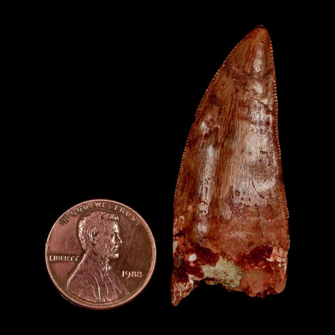 1.9" Carcharodontosaurus Fossil Tooth Cretaceous Dinosaur Morocco COA Stand
