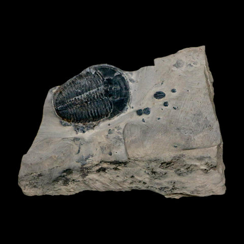 XL 1.5" Elrathia Kingi Trilobite Fossil In Matrix House Range Utah Cambrian Age COA - Fossil Age Minerals