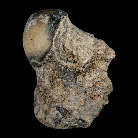 5.8" Brontothere Fossil Limb Bone Eocene Age Badlands S Dakota Titanothere COA - Fossil Age Minerals