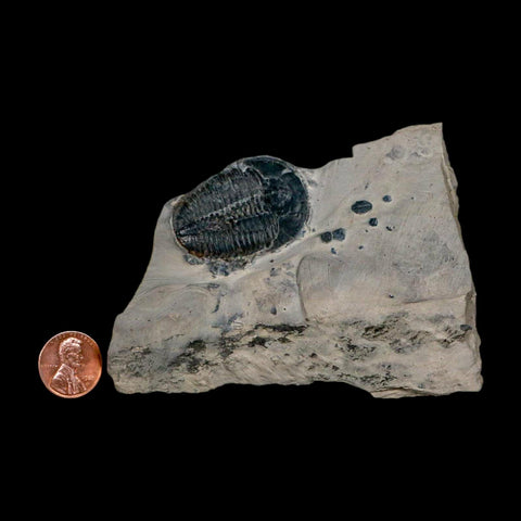 XL 1.5" Elrathia Kingi Trilobite Fossil In Matrix House Range Utah Cambrian Age COA - Fossil Age Minerals