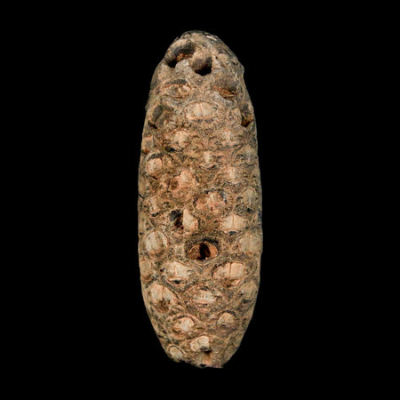 XL 2.1" Fossil Pine Cone Equicalastrobus Replaced By Agate Eocene Age Seeds Fruit