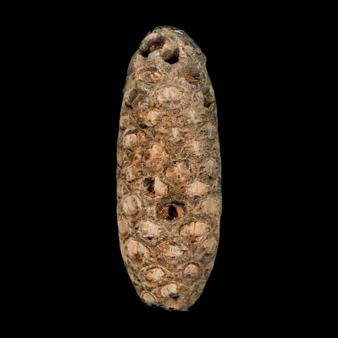 XL 2.1" Fossil Pine Cone Equicalastrobus Replaced By Agate Eocene Age Seeds Fruit