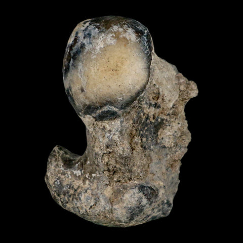 5.8" Brontothere Fossil Limb Bone Eocene Age Badlands S Dakota Titanothere COA - Fossil Age Minerals