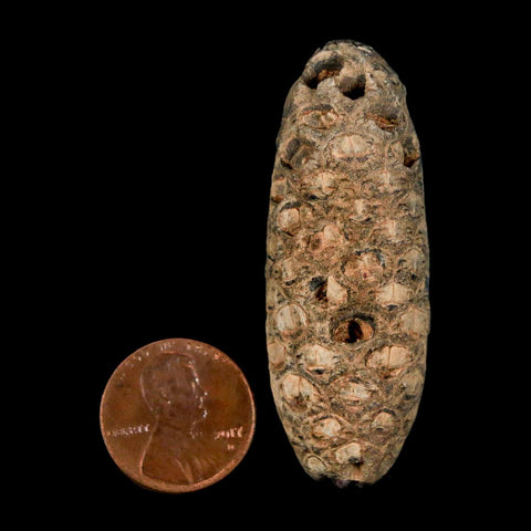 XL 2.1" Fossil Pine Cone Equicalastrobus Replaced By Agate Eocene Age Seeds Fruit
