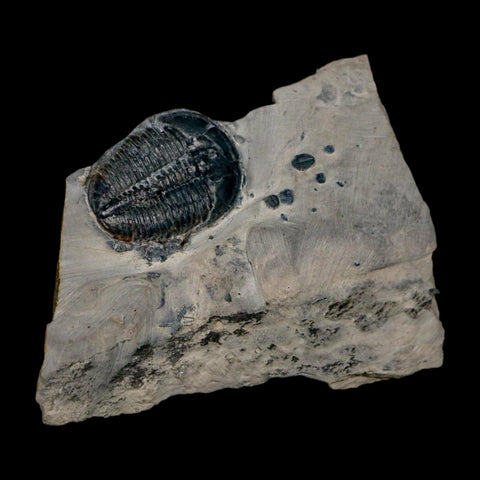 XL 1.5" Elrathia Kingi Trilobite Fossil In Matrix House Range Utah Cambrian Age COA - Fossil Age Minerals