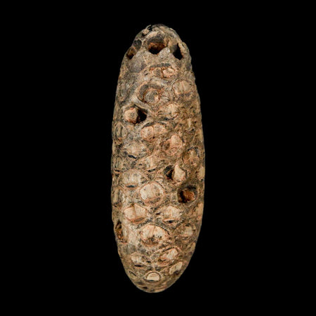 XL 2.1" Fossil Pine Cone Equicalastrobus Replaced By Agate Eocene Age Seeds Fruit