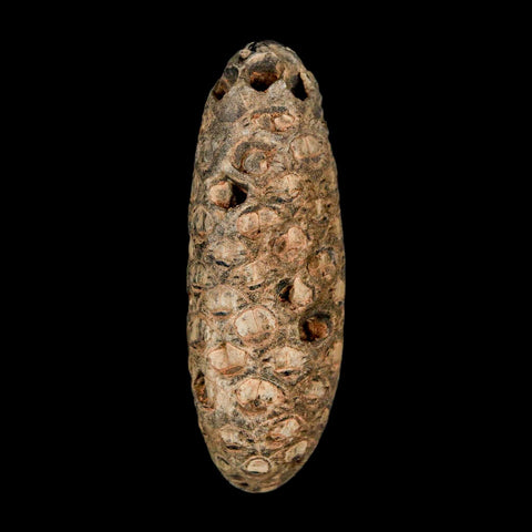 XL 2.1" Fossil Pine Cone Equicalastrobus Replaced By Agate Eocene Age Seeds Fruit