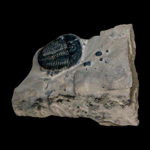 XL 1.5" Elrathia Kingi Trilobite Fossil In Matrix House Range Utah Cambrian Age COA - Fossil Age Minerals