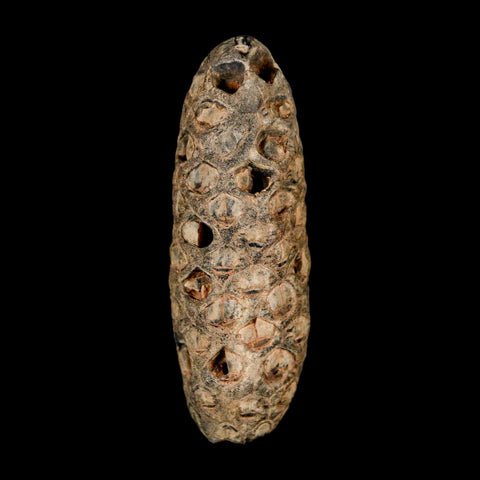 XL 2.1" Fossil Pine Cone Equicalastrobus Replaced By Agate Eocene Age Seeds Fruit