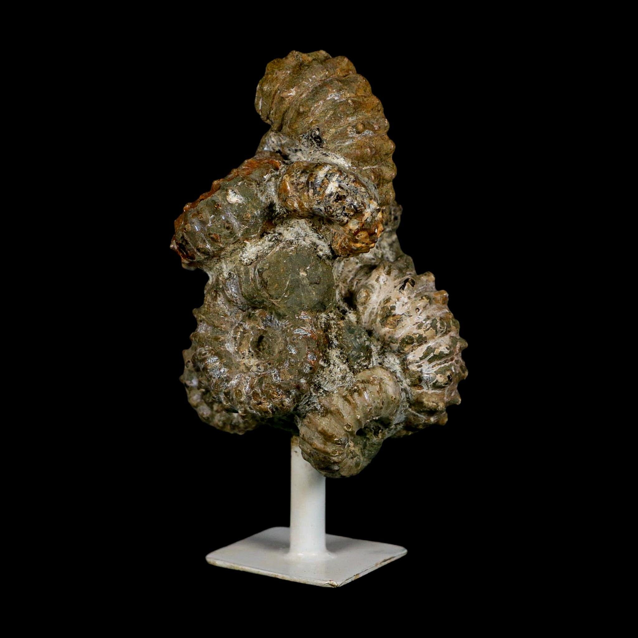 3.6" Douvilleiceras Tractor Ammonite Fossil Cluster on Stand Madagascar Jurassic Age