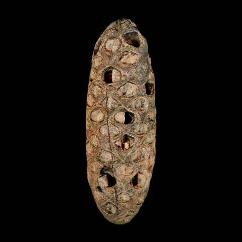 XL 2.1" Fossil Pine Cone Equicalastrobus Replaced By Agate Eocene Age Seeds Fruit