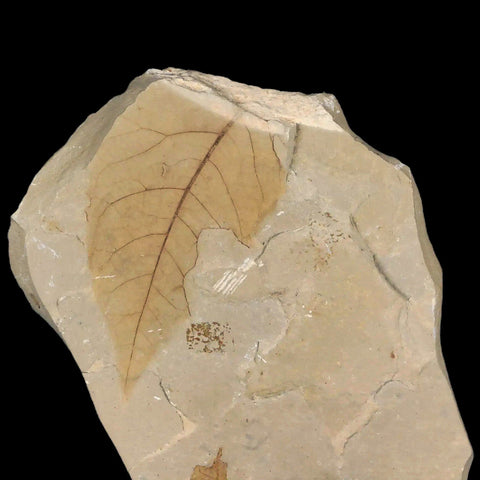 Rare Hackberry Celtis Mccoshii, And Thouinia Eocenica Fossil Plant Leaf Bug Eaten - Fossil Age Minerals