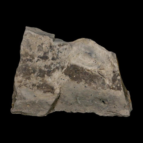 XL 1.5" Elrathia Kingi Trilobite Fossil In Matrix House Range Utah Cambrian Age COA - Fossil Age Minerals