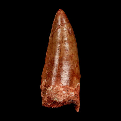 1.9" Carcharodontosaurus Fossil Tooth Cretaceous Dinosaur Morocco COA Stand